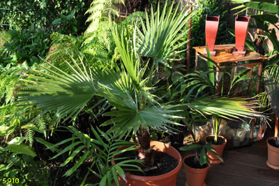 washingtonia filifera